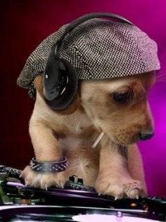 Dj Dog