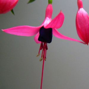 Fuchsia