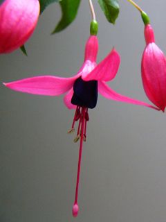 Fuchsia