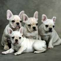 Family Gathering French Bulldogs