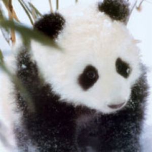 Baby Panda 