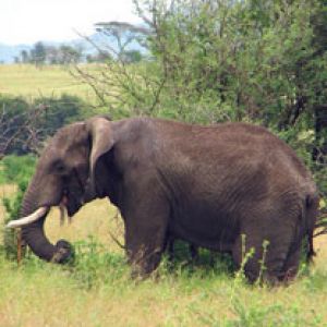 Elephant - Serengeti
