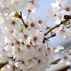 Prunus Serrulata - Cherry