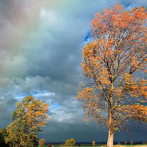 Rainbow Trees