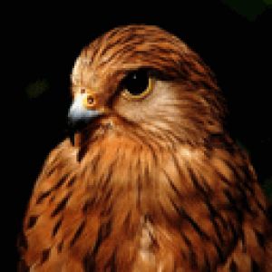 Oiseaux