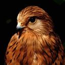 Oiseaux
