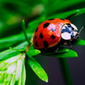 Ladybug 