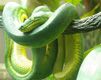 Emerald Tree Boa