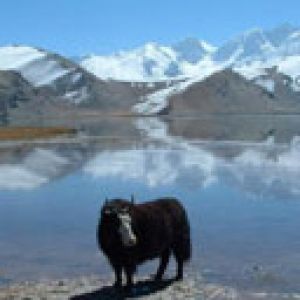 A Yak at Karakol Lake