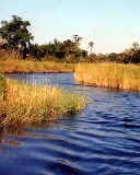 Boro River - Botswana