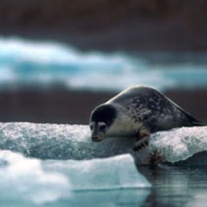 Svalbard