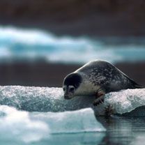 Svalbard