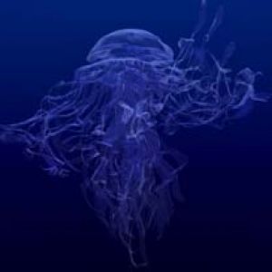 Meduse