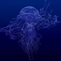 Meduse
