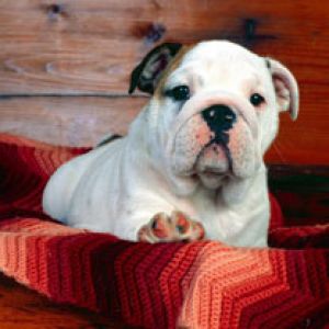 Buldog