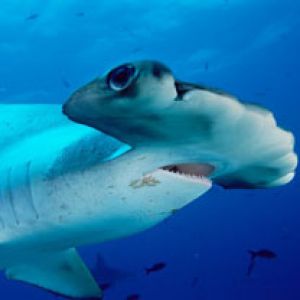 Scalloped Hammerhead