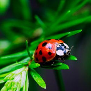 Ladybug