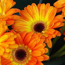 Orange Flowers