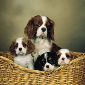 Cavalier King Charles