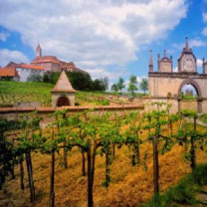 Austrian Vineyard