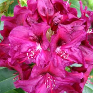 Rhododendron