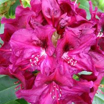 Rhododendron