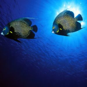 French Angelfish