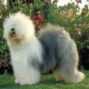 Bobtail