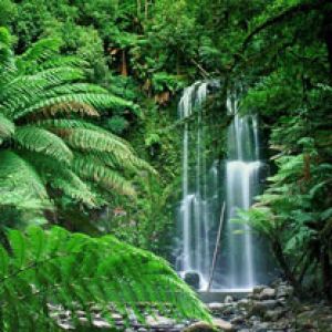 Beauchamp Falls - Victoria - Australia