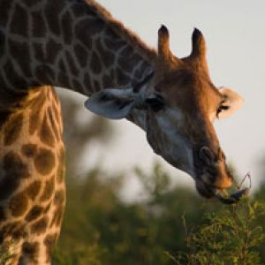 Girafe 