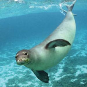 Seal