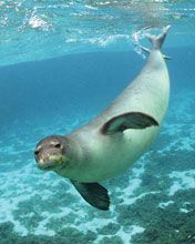 Seal