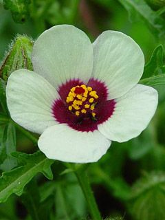 Hibiscus trionum