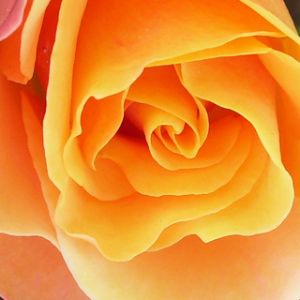 Orange Rose