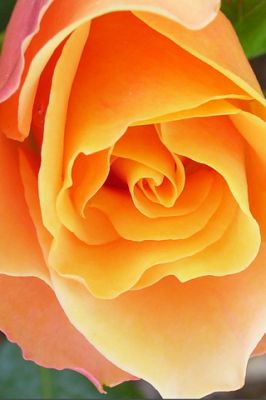 Orange Rose