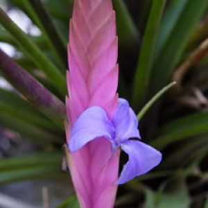 Tillandsia Lindenii Cyanea