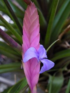 Tillandsia Lindenii Cyanea