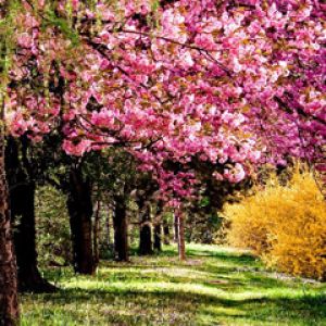 La Primavera