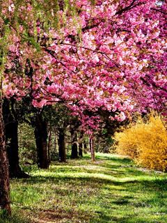 La Primavera