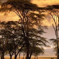 Fever Trees at Sunset - Africa