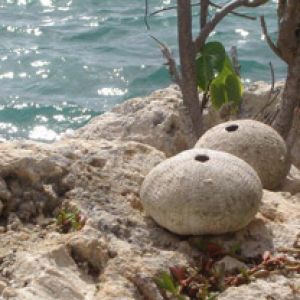 Guadeloupe St Francois