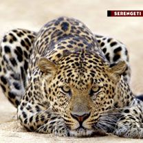 Leopard