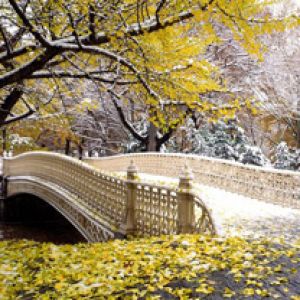 Early Snowfall - Central Park - New York