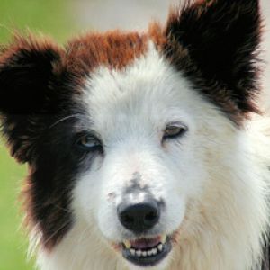 Border Collie