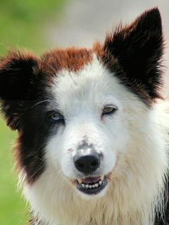 Border Collie