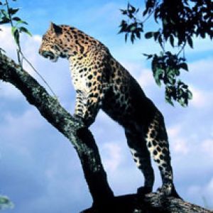Amur Leopard