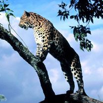 Amur Leopard