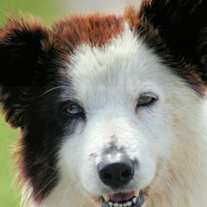 Border Collie 