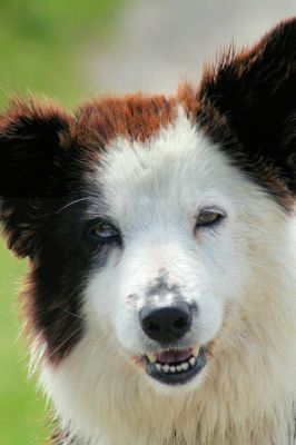 Border Collie 