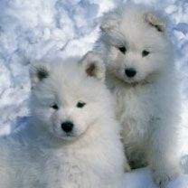 Samoyed Pups 